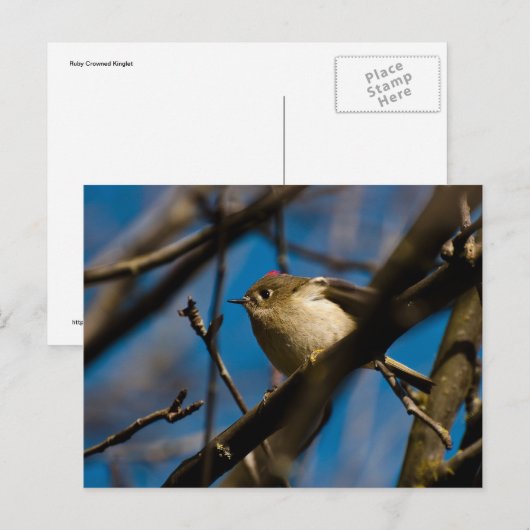 Ruby Crowned Kinglet 02 Briefkaart (Voorkant / Achterkant)