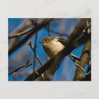 Ruby Crowned Kinglet 02 Briefkaart