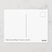 Ruby Crowned Kinglet Briefkaart (Achterkant)