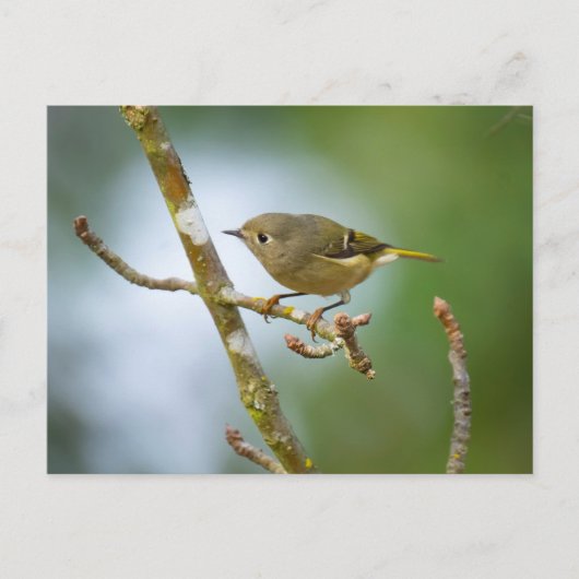 Ruby Crowned Kinglet Briefkaart (Voorkant)