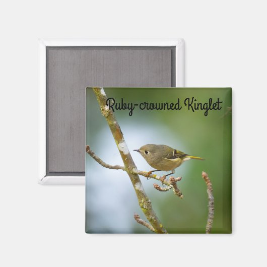 Ruby Crowned Kinglet Magneet (Voorkant / Achterkant)