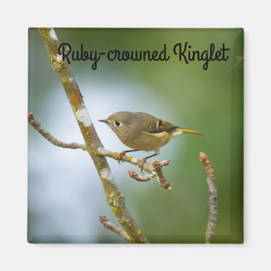 Ruby Crowned Kinglet Magneet (Voorkant)