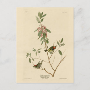 Ruby crowned Wren (Kinglet) Audubon Birds America Briefkaart