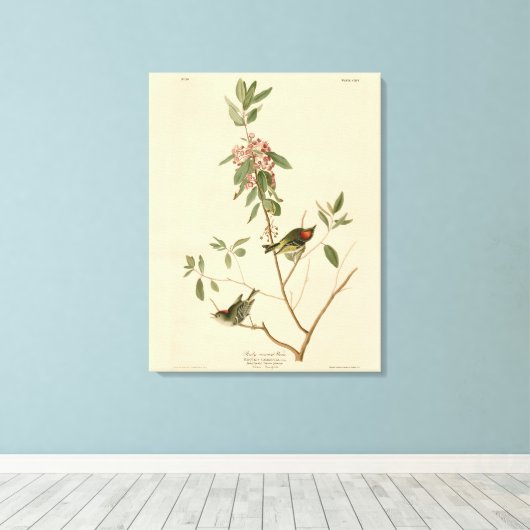 Ruby crowned Wren (Kinglet) Audubon Birds America Canvas Afdruk (Insitu (Houten vloer))