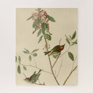 Ruby crowned Wren (Kinglet) Audubon Birds America Legpuzzel