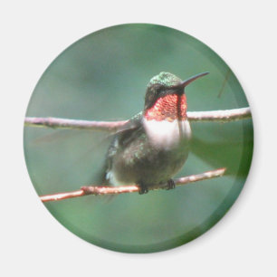 Ruby-keel Flutters Magnet Magneet