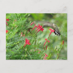 Ruby-keel in Cypress Vine Briefkaart