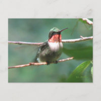 Ruby-keel na het Briefkaart van de Chase