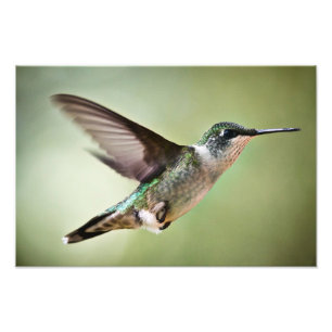 Ruby lance Hummingbird en vol : Photographie