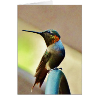 Ruby perché et petit colibri vert