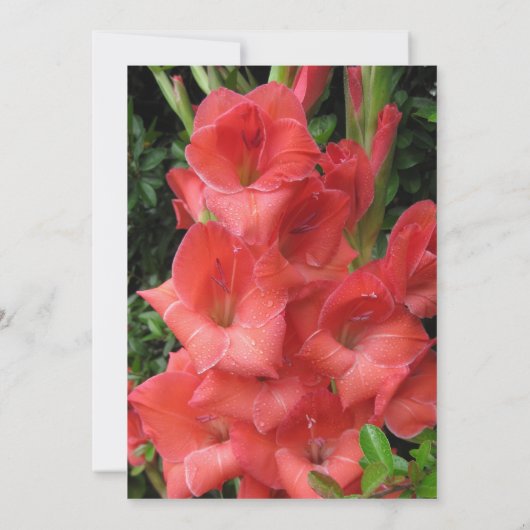 Ruby Red 40th Mariage Anniversary Invitation (Dos)