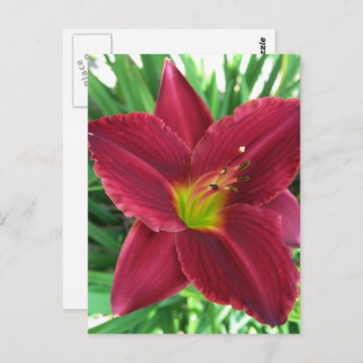Ruby Red Daylily Briefkaart (Voorkant / Achterkant)