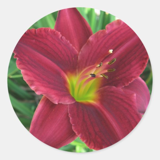 Ruby Red Daylily Sticker (Voorkant)