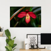 Ruby Red Lady Slipper Orchid Orchid Poster (Thuiskantoor)