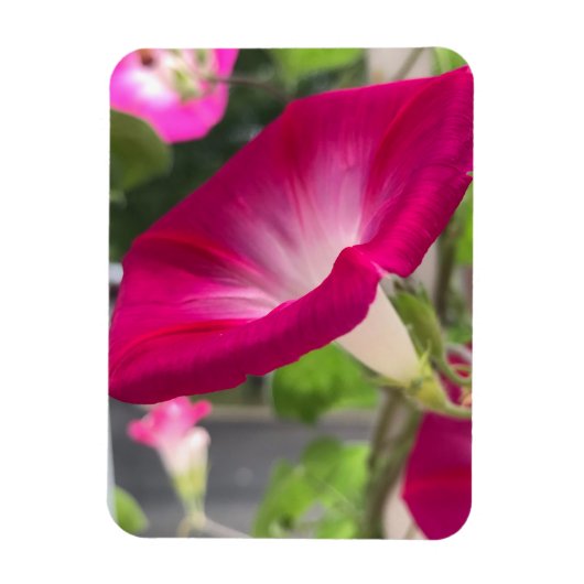 Ruby Red Morning Glory Magneet (Verticaal)