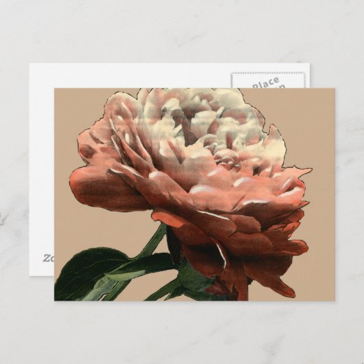 Ruby Red Rose with White Accents Briefkaart (Voorkant / Achterkant)