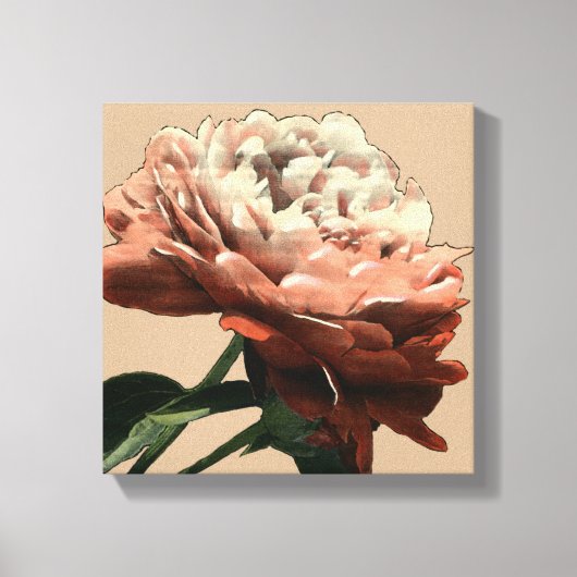 Ruby Red Rose with White Accents Canvas Afdruk (Voorkant)