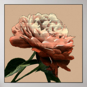 Ruby Red Rose with White Accents Poster