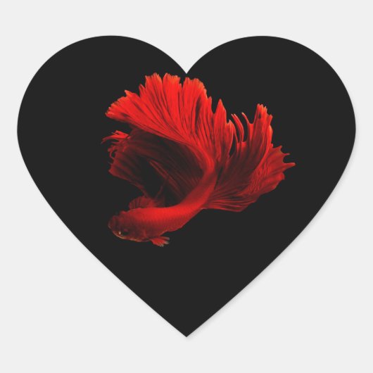 Ruby Rode Siamese Vechtvissen Hart Sticker (Voorkant)