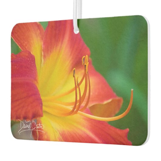 Ruby Spider Day Lily Luchtverfrisser (Links)