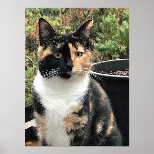 Ruby The Big Kitten, 20 maanden oud Poster (Voorkant)