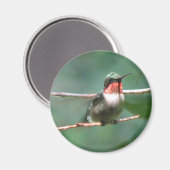 Ruby-throat Flutters Magnet Magneet (Voorkant / Achterkant)