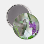 Ruby-throat Vervain Magnet Magneet (Voorkant / Achterkant)