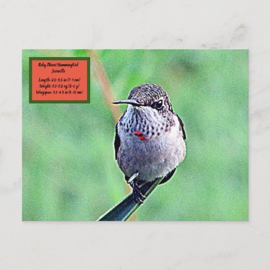 Ruby Throated Hummingbird 00Briefkaart Briefkaart (Voorkant)