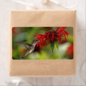 Ruby-Throated Hummingbird Archilochus Colubris Etiket (Insitu)