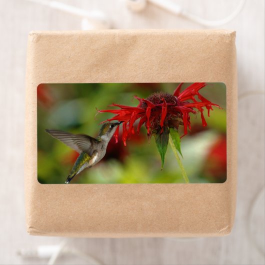 Ruby-Throated Hummingbird Archilochus Colubris Etiket (Insitu)