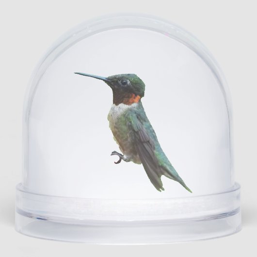 Ruby-Throated Hummingbird Bird Photography (Avant)