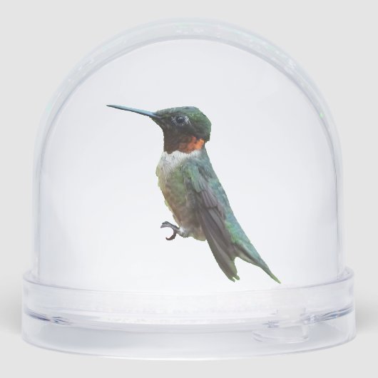 Ruby-Throated Hummingbird Bird Photography (Arrière)