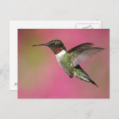 Ruby Throated Hummingbird Briefkaart (Voorkant / Achterkant)