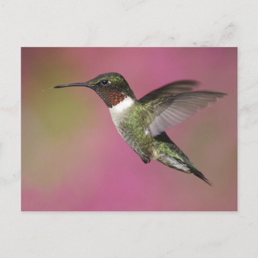 Ruby Throated Hummingbird Briefkaart (Voorkant)