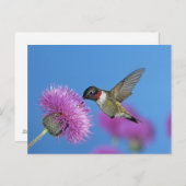 Ruby-throated Hummingbird Briefkaart (Voorkant / Achterkant)