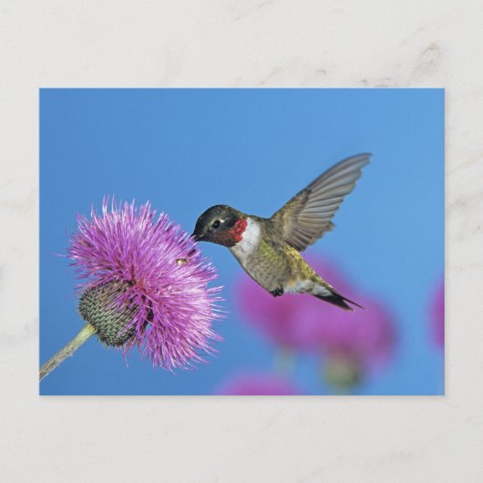 Ruby-throated Hummingbird Briefkaart (Voorkant)