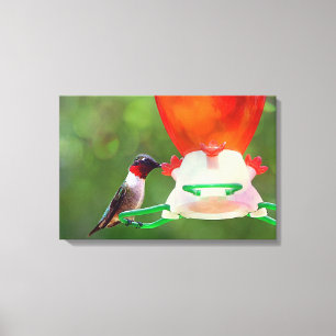 Ruby Throated Hummingbird Canvas Afdruk