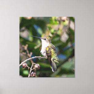 Ruby-Throated Hummingbird Canvas Afdruk