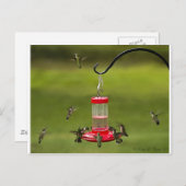 Ruby Throated Hummingbird Feeding Frenzy Briefkaart (Voorkant / Achterkant)