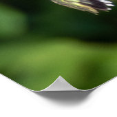 Ruby-Throated Hummingbird Fine Art Photography Poster (Hoek)