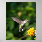 Ruby-Throated Hummingbird Fine Art Photography Poster (Voorkant)