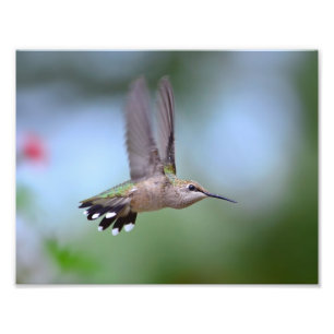 Ruby Throated Hummingbird Flying Foto Afdruk