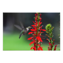 Ruby Throated Hummingbird