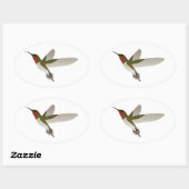 Ruby Throated Hummingbird Ovale Sticker (Vel)