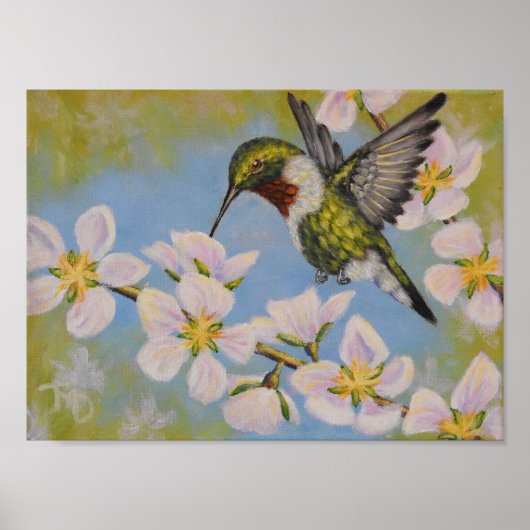 Ruby-Throated Hummingbird - Poster (Voorkant)