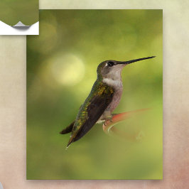 Ruby Throated Hummingbird Poster