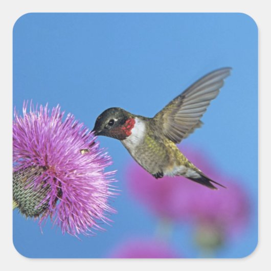 Ruby-throated Hummingbird Vierkante Sticker (Voorkant)