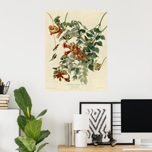 Ruby thromingbird poster (Thuiskantoor)