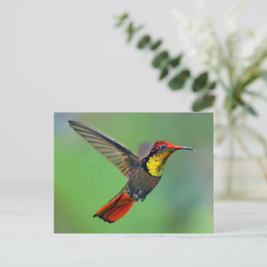 Ruby Topaz Hummingbird (Chrysolampis mug) Briefkaart (Staand voorkant)