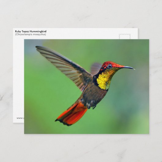 Ruby Topaz Hummingbird (Chrysolampis mug) Briefkaart (Voorkant / Achterkant)